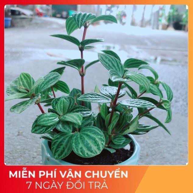 Chậu Cây Kim Cương Hột Xoàn