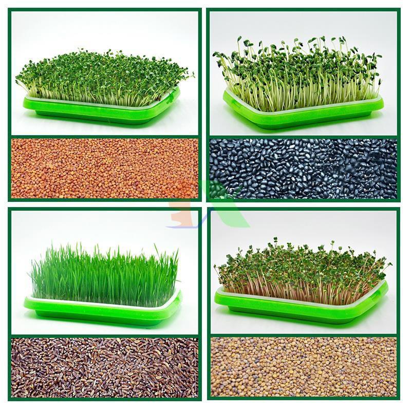 Bộ 10 Khay trồng giá đỗ, ươm rau mầm sạch an toàn, diện dụng