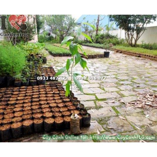 CÂY GIỐNG MAI ANH ĐÀO NHẬT BẢN,