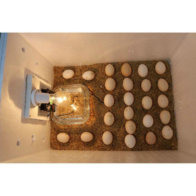 máy ấp nhiệt theo dõi hỗ trợ điều chỉnh nhiệt độ trong công nông nghiệp chăn nuôi trứng gia cầm gà vịt ngan ngỗng bò sát