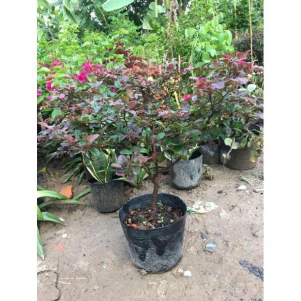 Cây Hồng phụng hoa đỏ rực