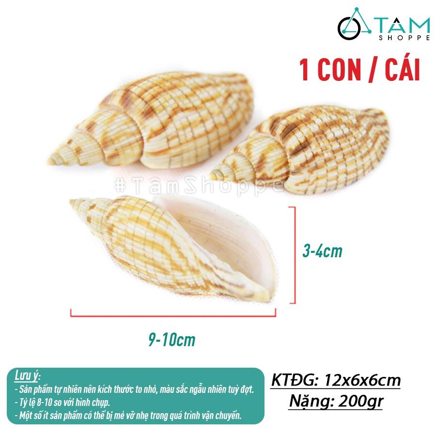 Vỏ ốc bắp trang trí phong cách biển HOS-21-21