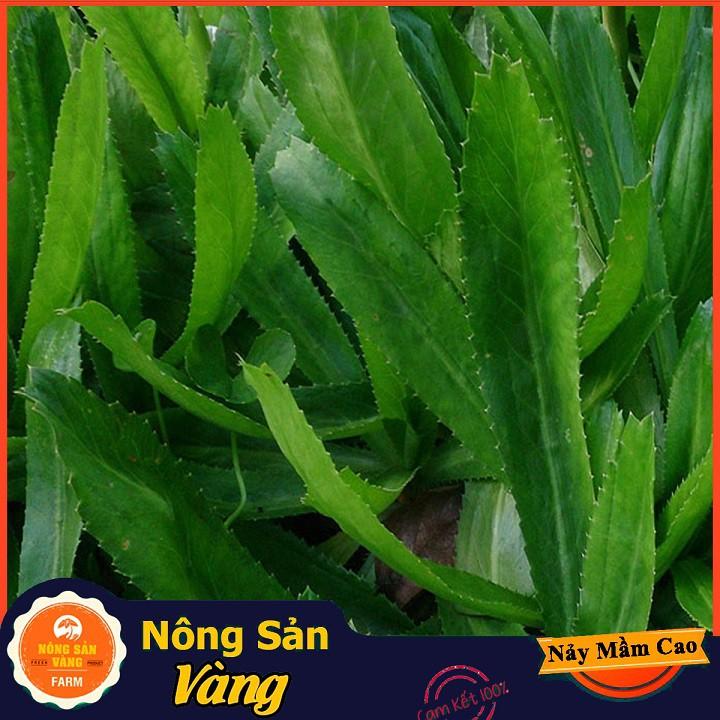 Hạt giống Rau Mùi Tàu , Ngò Gai ( Gói 5 Gram ) - Nông Sản Vàng