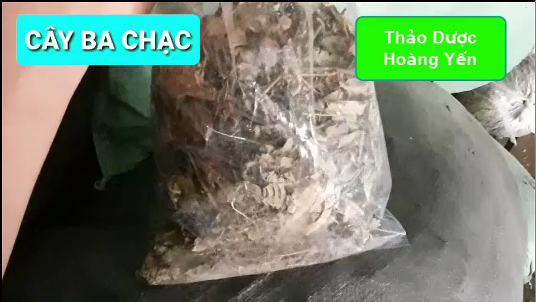 1kg cây ba chạc khô