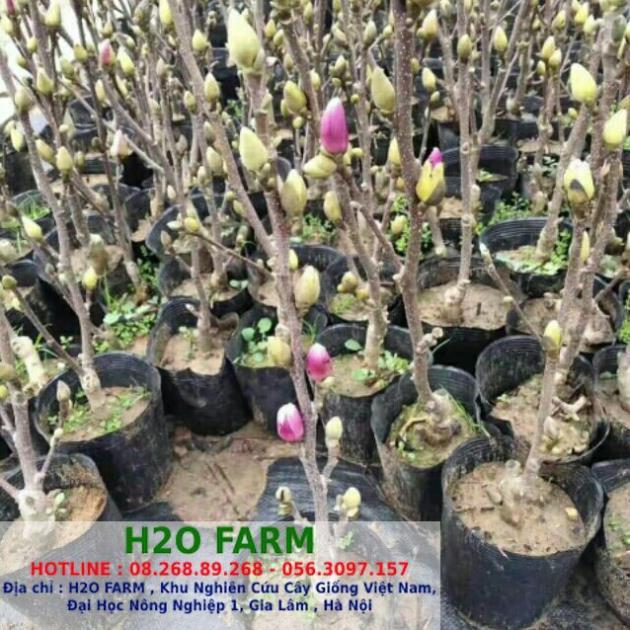 Cây hoa mộc lan + Tặng 01 cây dâu da đất