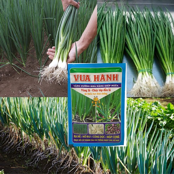 Phân Bón Vua Hành - Chuyên Cây Hành Tăng Cường Dinh Dưỡng Cây - Chống Vàng Lá - Cháy Tóp Đầu Lá - Gói 40Gr