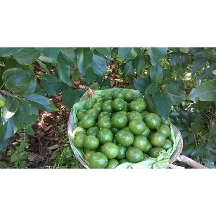 Cây Giống Bơ Sáp