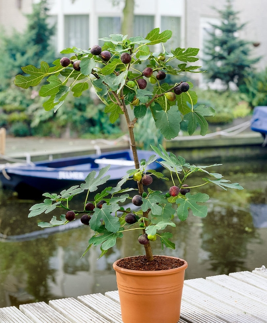 Cây sung mỹ choai sắp ra trái, cao từ 70-80cm khỏe mạnh, dễ trồng ở nhiều vùng miền Việt Nam | QD10