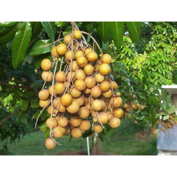 Cây Giống Nhãn Xuồng Cơm Vàng