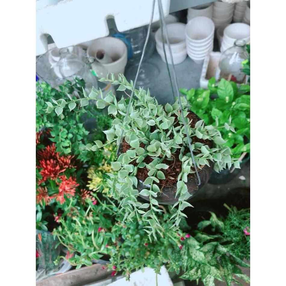 Chậu cây lá tim cẩm thạch Bán Chạy