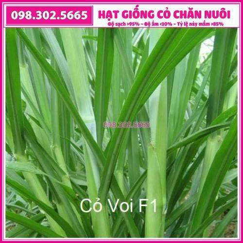 HẠT GIỐNG CỎ VOI LAI - cỏ chăn nuôi gói 100g