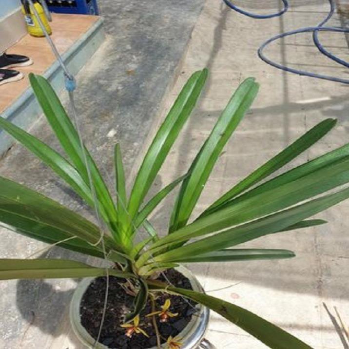 Hoa phong lan kiếm treo