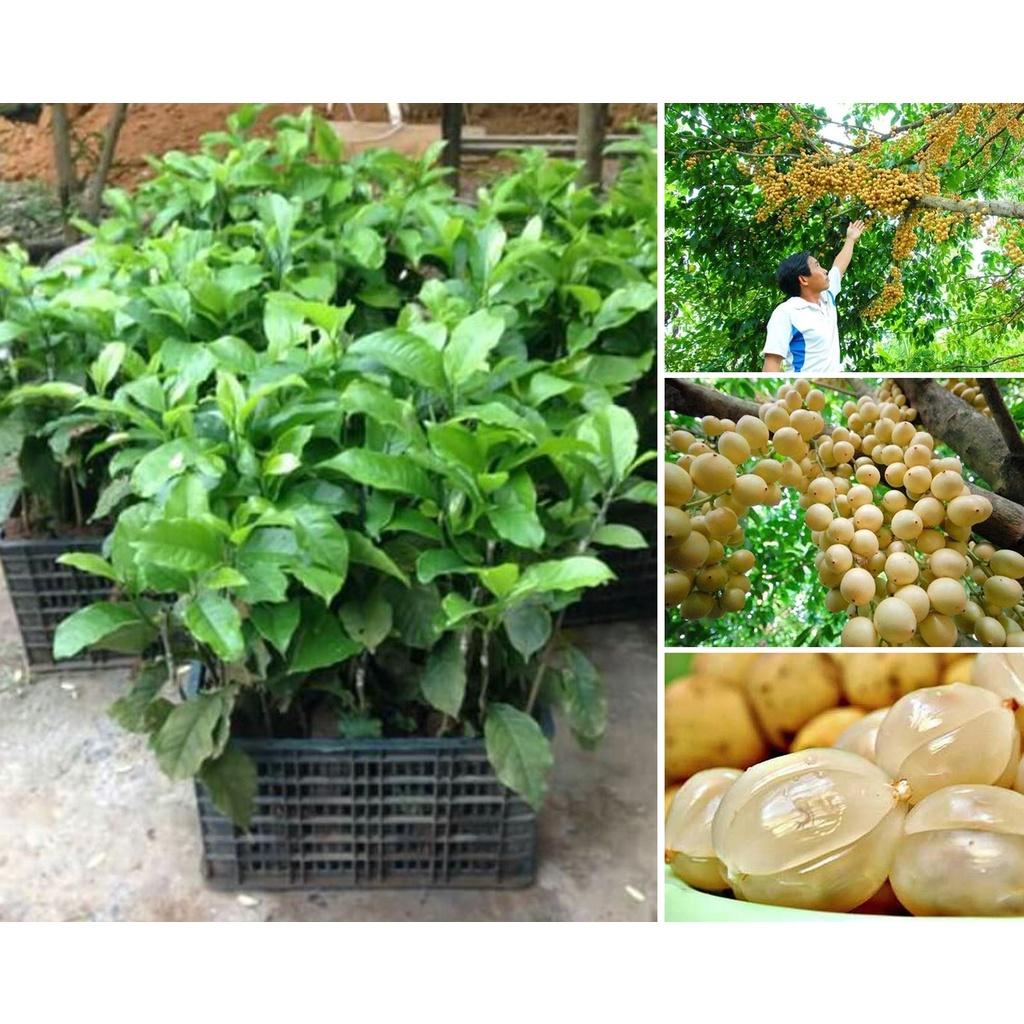 cây bòn bon Thái lan ghép, cây đẹp, ra quả sau 6 tháng trồng, giống nhập khẩu