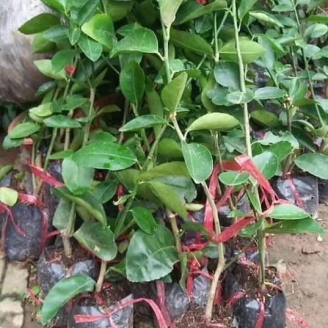 Cây chanh không hạt