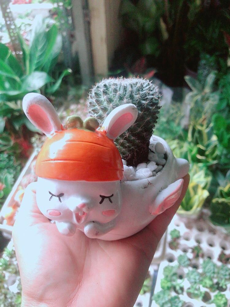 Chậu Xương Rồng Bánh Sinh Nhật