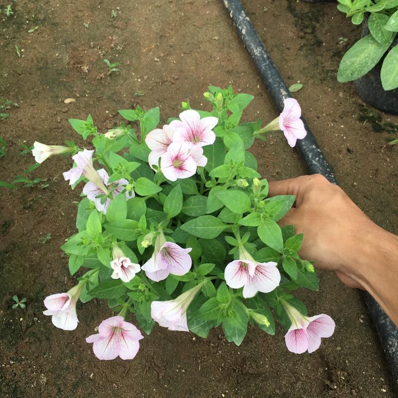 Cây hoa dạ yến thảo rủ chuẩn F1 trồng trong bịch đen (như hình)