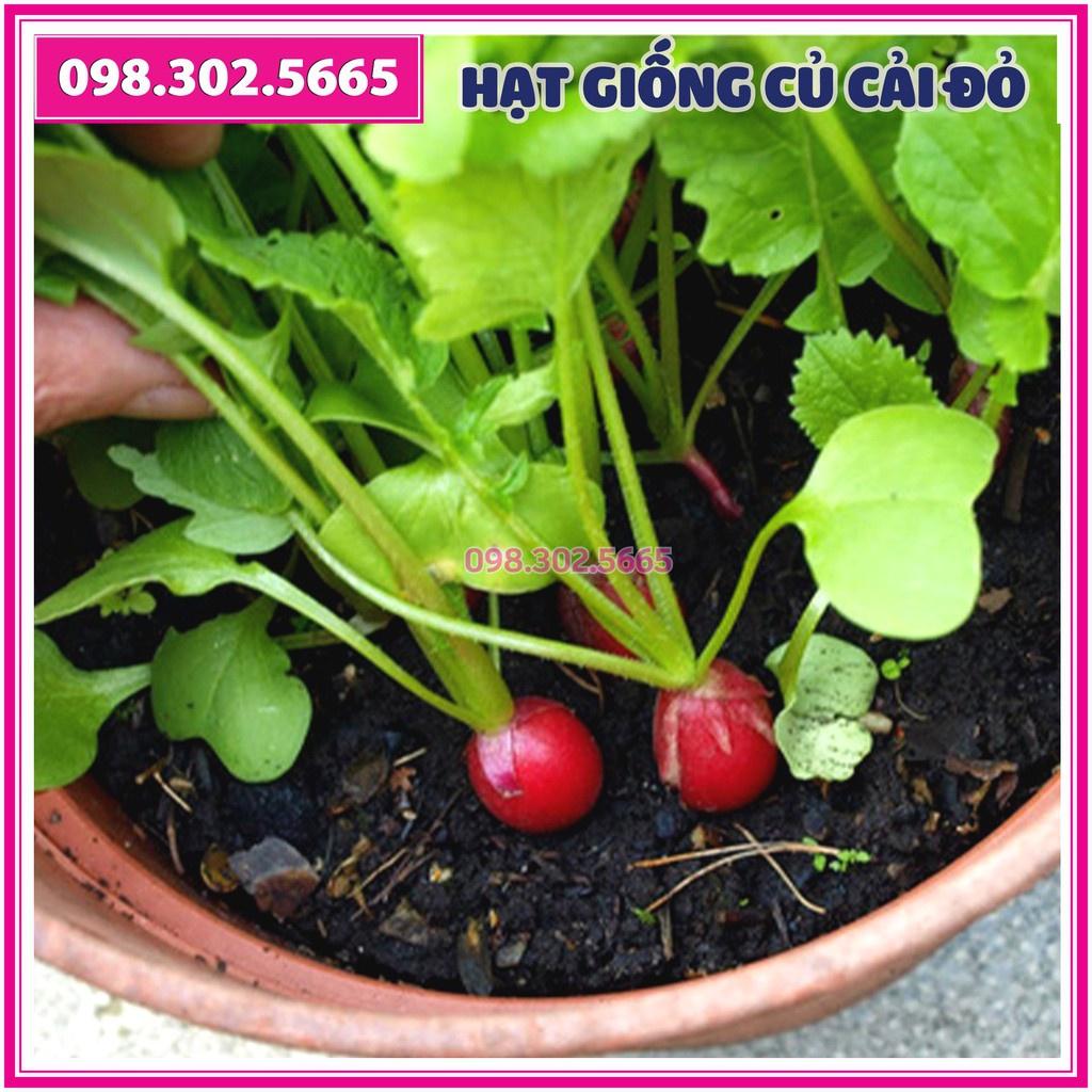 Hạt giống củ cải đỏ tròn F1 - gói 5g - dễ trồng, dễ chăm sóc, năng suất cao