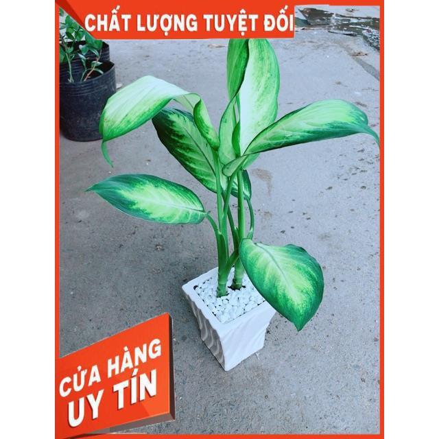 Chậu Vạn Niên Thanh