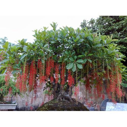 CÂY GIỐNG CÂY LỘC VỪNG-CÂY PHONG THỦY TÀI LỘC - CGCL