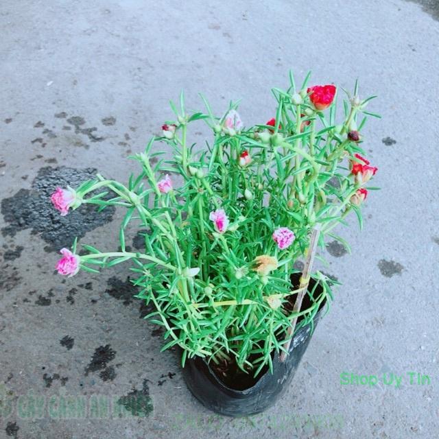 Hoa Mười Giờ Mỹ