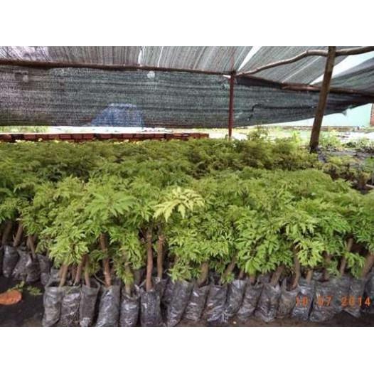 COMBO 5 Cây giống ĐINH LĂNG TA LÁ NHỎ - NHÂN SÂM CỦA VIỆT NAM