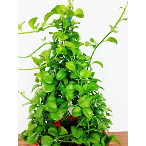 Cây Đô La Chậu Treo loại lớn