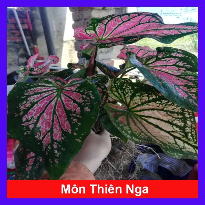 Cây Môn Thiên Nga - cây cảnh để bàn + tặng phân bón