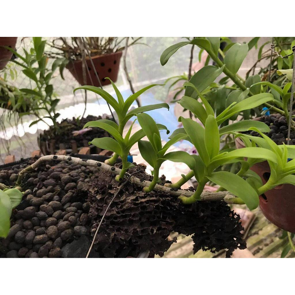 Phi điệp đột biến HỒNG MỸ NHÂN UY TÍN CHẤT LƯỢNG
