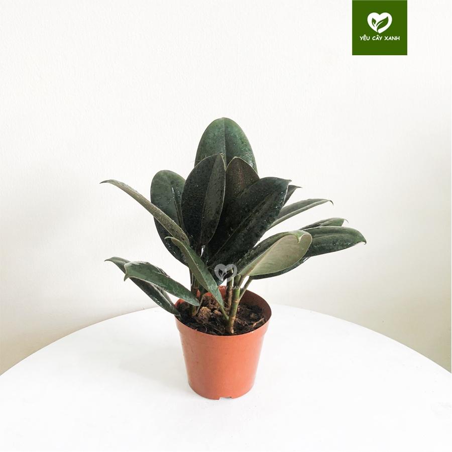 Cây Đa Búp Đỏ 3 Thân để bàn hợp phong thủy tượng trưng cho sự may mắn, hạnh phúc