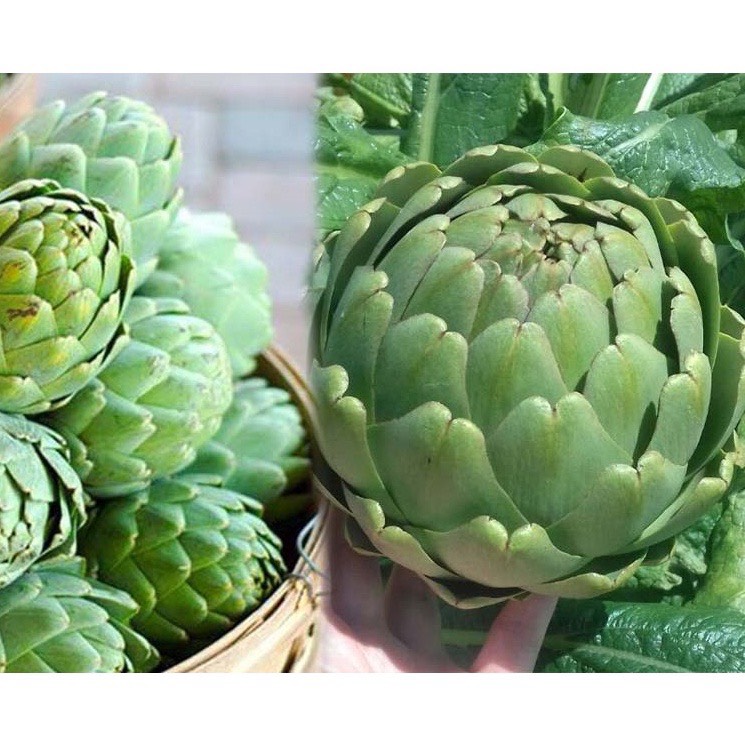 Hạt Giống Atiso Xanh F1 - Cây Atiso Xanh - Gói 5 Hạt