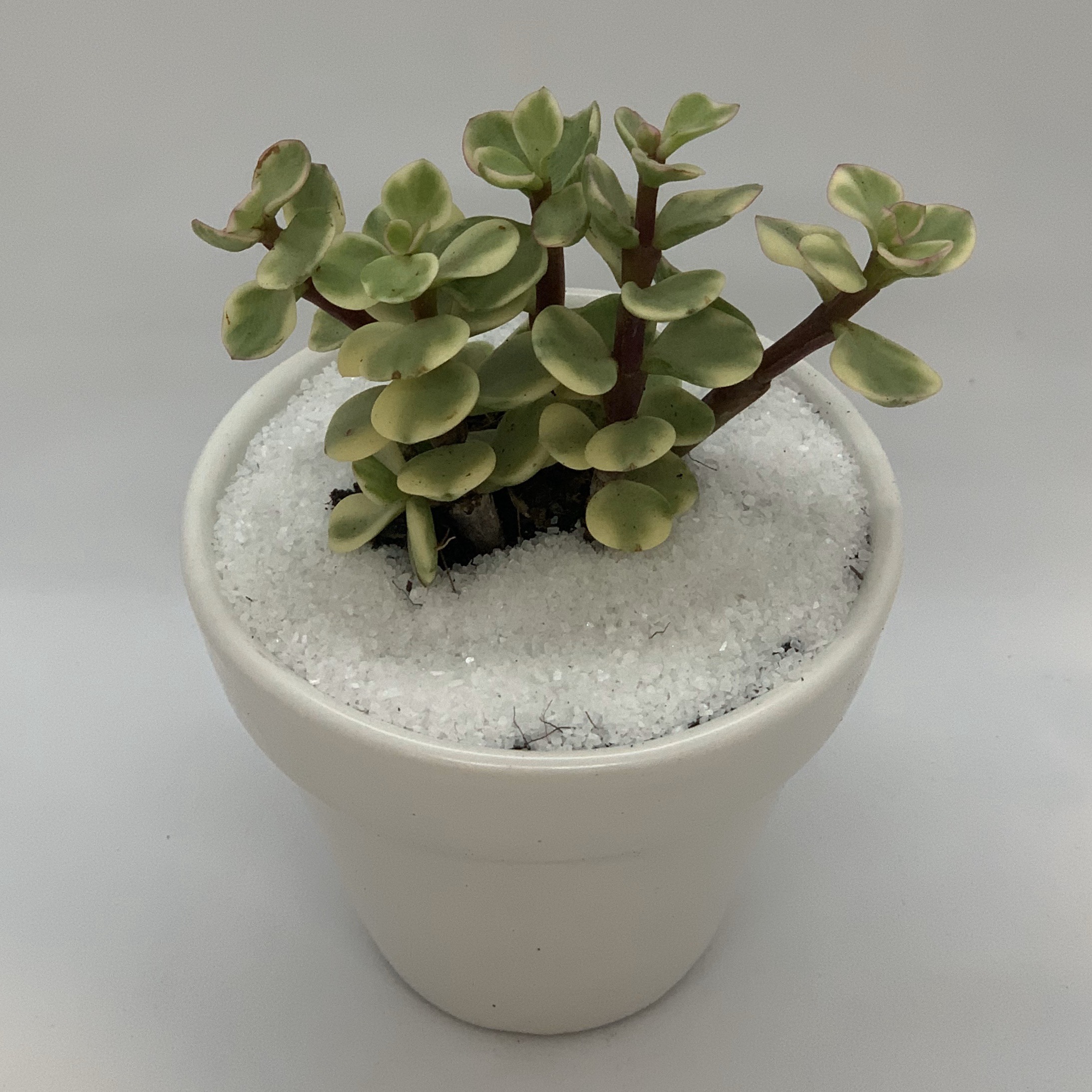 Bộ 3 Chậu Sứ - 7x7x7 Cm - Mầu Trắng - Dáng Trôn Ốc - Chậu Gốm Bát Tràng Trồng Cây Mini Để Bàn, Tiểu Cảnh Terrarium, Sen Đá & Xương Rồng