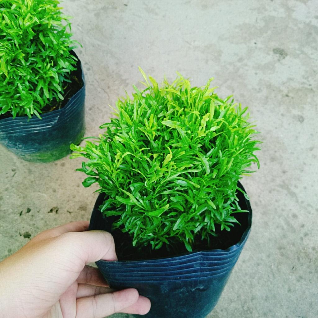 Cây Đinh Lăng Thái - cây cảnh để bàn + tặng phân bón cho cây mau lớn