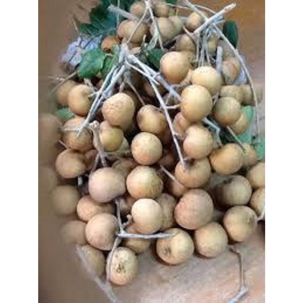 Cây giống Thanh Nhãn Siêu trái.