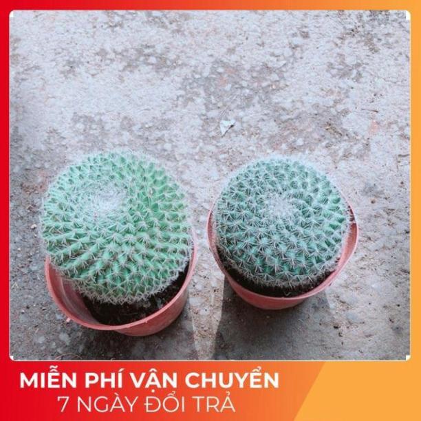 Combo 2 Cây Xương Rồng