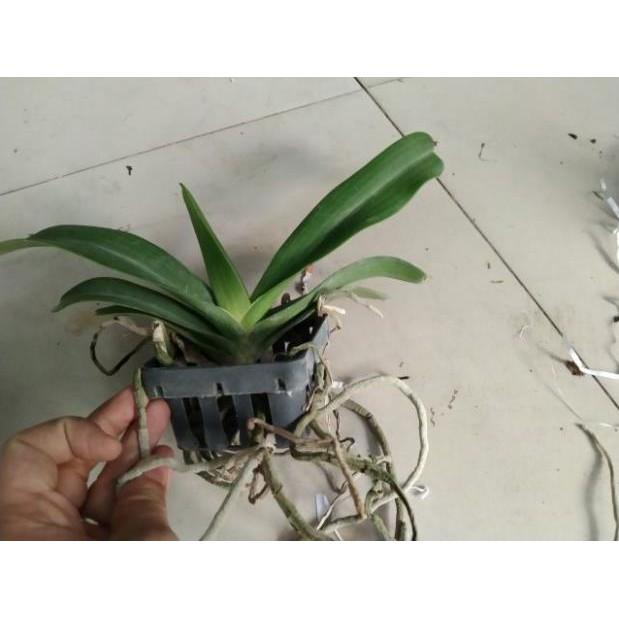Hoa đẹp ngày tết, Lan Ngọc điểm, Nghinh xuân, Đai châu năm 2 chưa nụ