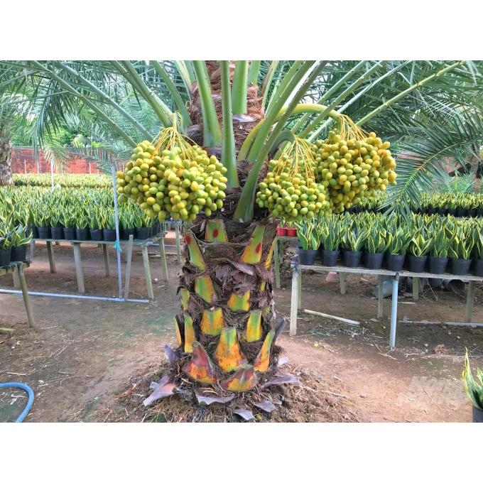 Cây giống  CHÀ LÀ NAM MỸ ( GIỐNG ĐANG RA LÁ THẬT NHƯ HÌNH- CÂY ƯƠM ĐƯỢC 3 NĂM, BẦU TO  ]