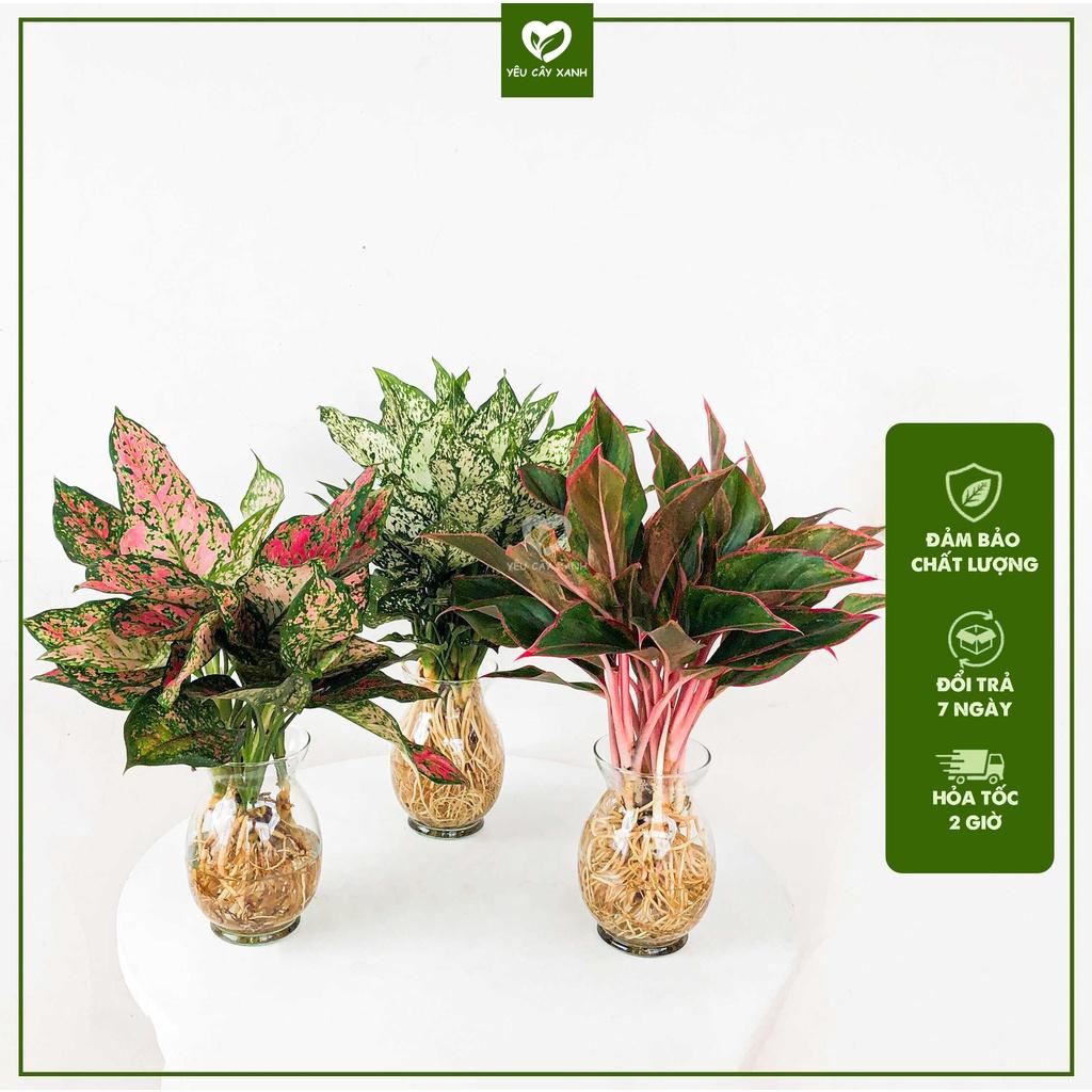CÂY THUỶ SINH - Bộ 3 cây thuỷ sinh có phong thuỷ cực tốt Vạn lộc - Ngọc Ngân -Phú Quý
