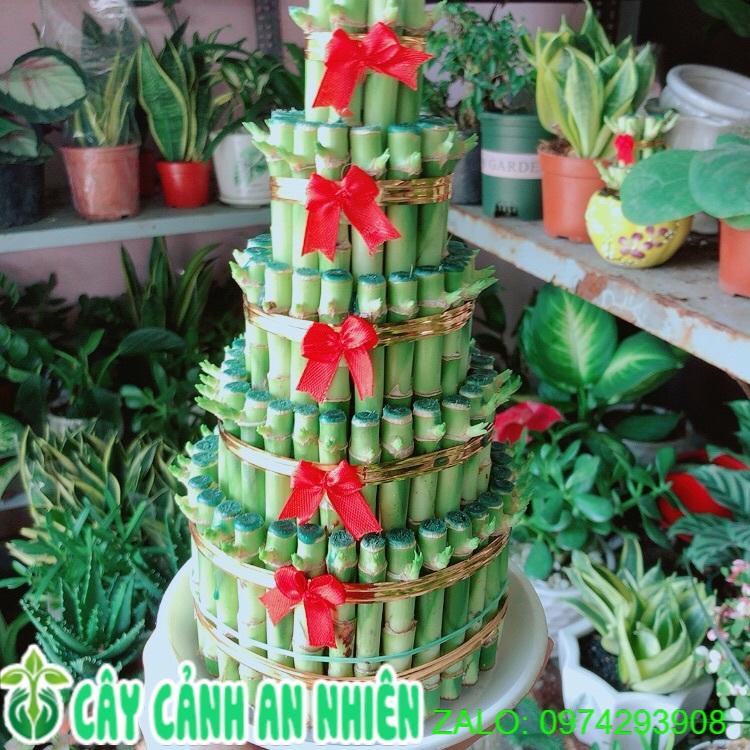 Trúc Phát Tài 5 Tầng