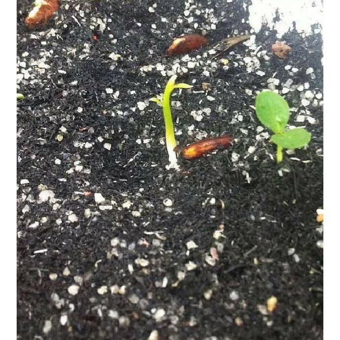 Hạt giống hoa tử đằng hoa màu tím KNS3480- Gói 5 hạt