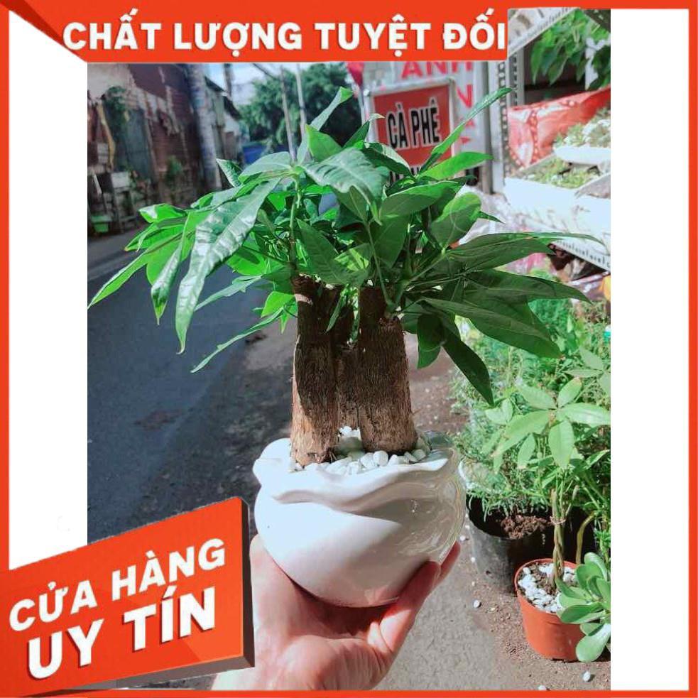 Chậu Kim Ngân 3 Thân Nhiều Người Mua