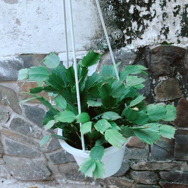 Chậu Cây Càng Cua