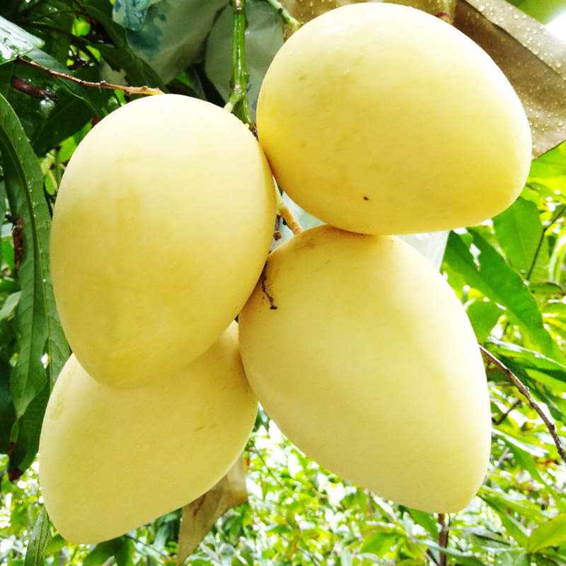 PHÂN BÓN HUMIC KÍCH RỄ, TƠI XỐP ĐẤT, KHỎE CÂY - DẠNG VẢY CAO CẤP - GÓI 1KG