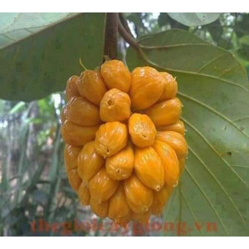 CÂY GIỐNG MÍT TỐ NỮ