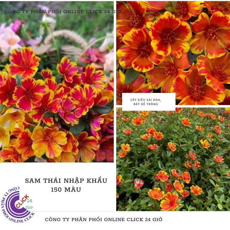 200g Cành Giống Hoa Sam Chuẩn SAM THÁI Nhập Khẩu Hoa To Màu Số 2 Hoa Siêu Đẹp Hoa Mười Giờ Bonsai & Phụ Kiện