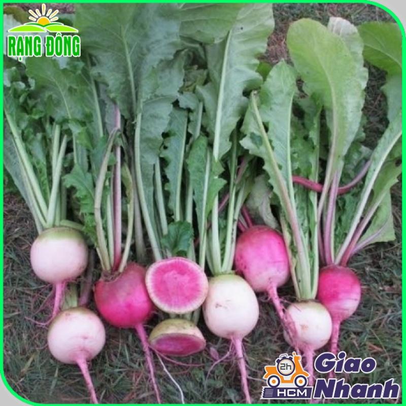 Hạt giống Củ Cải Ruột Hồng Dễ Trồng, Sinh Trưởng Khỏe - Hạt Giống Rạng Đông