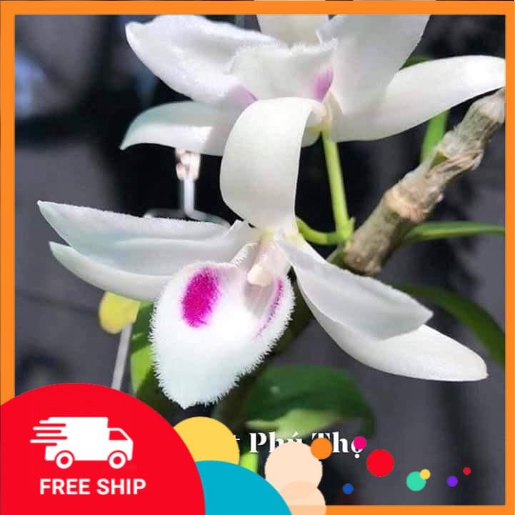 Phi điệp 5ct Phú Thọ - HO - Bảo Duy kie năm 2
