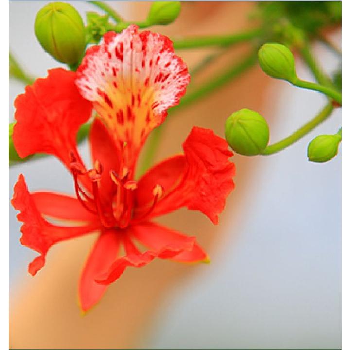 Hạt giống câu hoa phượng vĩ hoa đỏ - Gói 5 hạt/Tặng gói kích thích hạt nảy mầm