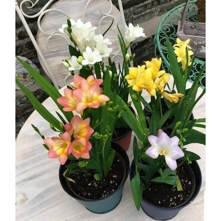 Combo 4 củ hoa lan nam phi mix