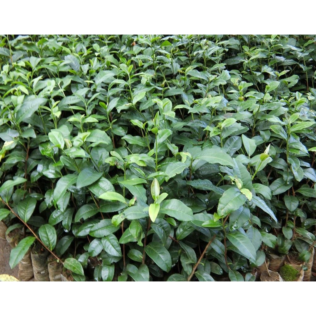 Cây trà xanh, cây chè xanh-combo 3 bầu cây giống