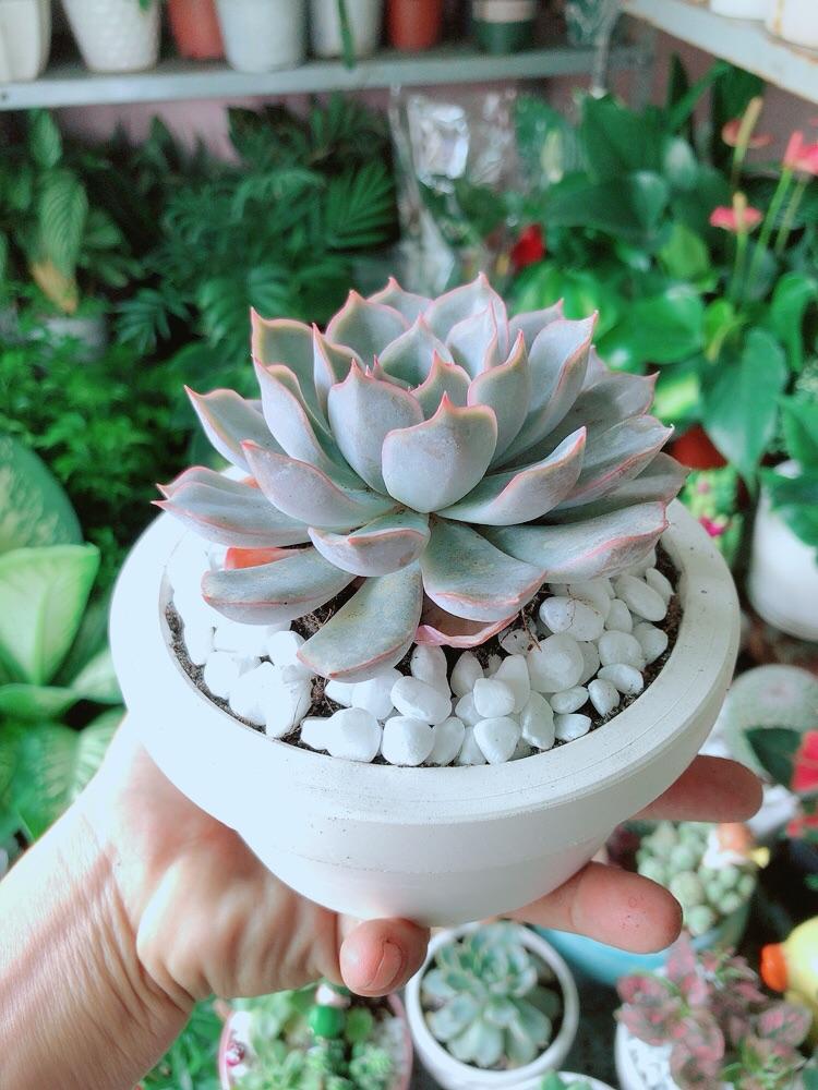 Chậu Sen Đá Tím Cánh Cứng